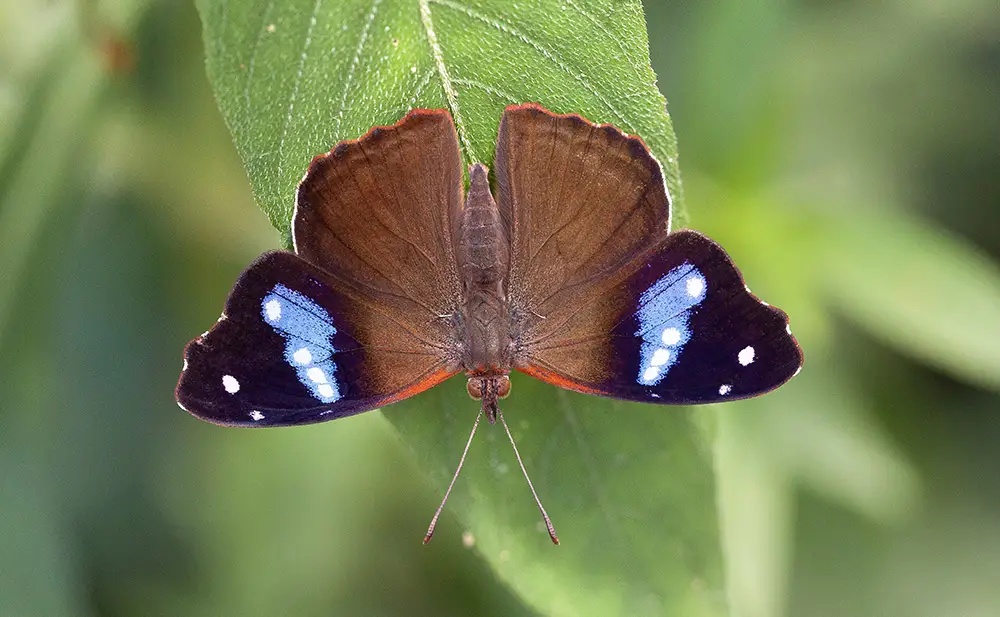 Borboleta a identificar
