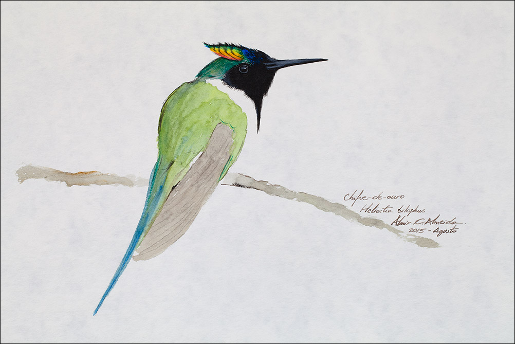 Beija-flor Chifre-de-ouro