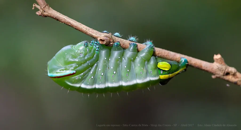Lagarta a identificar
