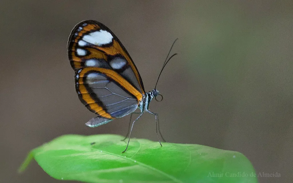 Oleria antaxis machadoi