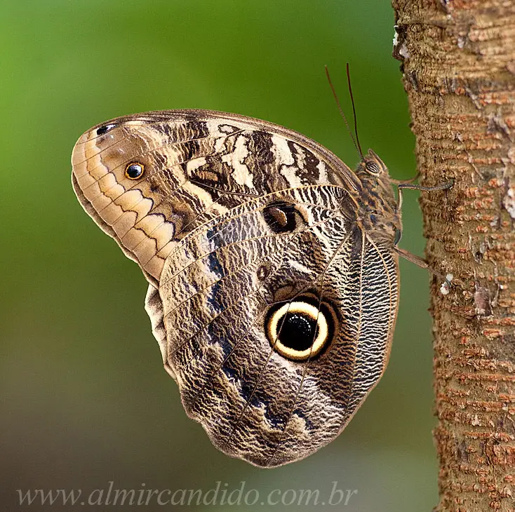 Borboleta Caligo ilioneus