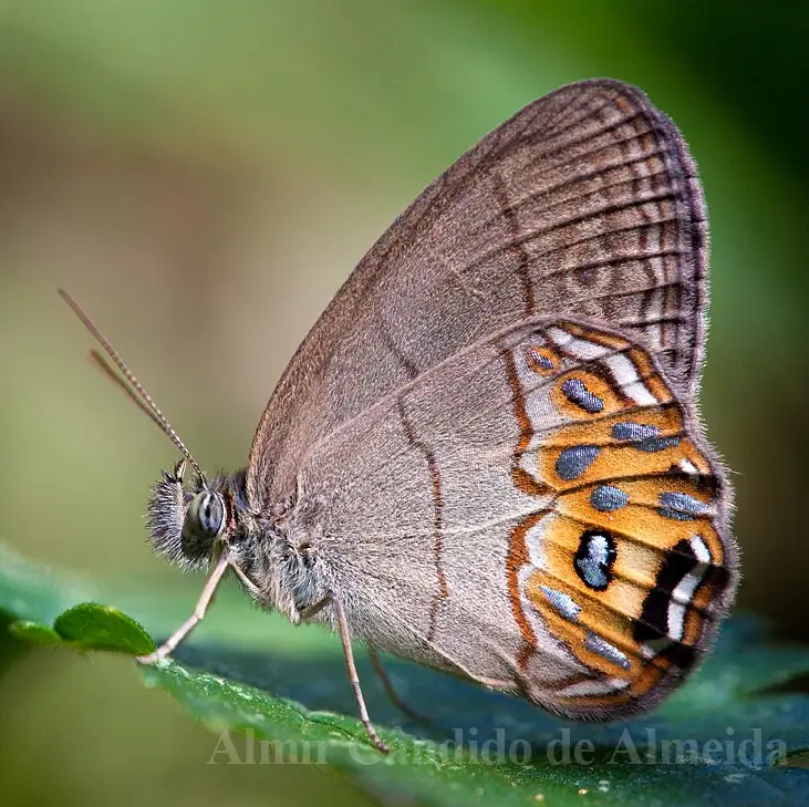 Borboleta Splendeuptychia libitina