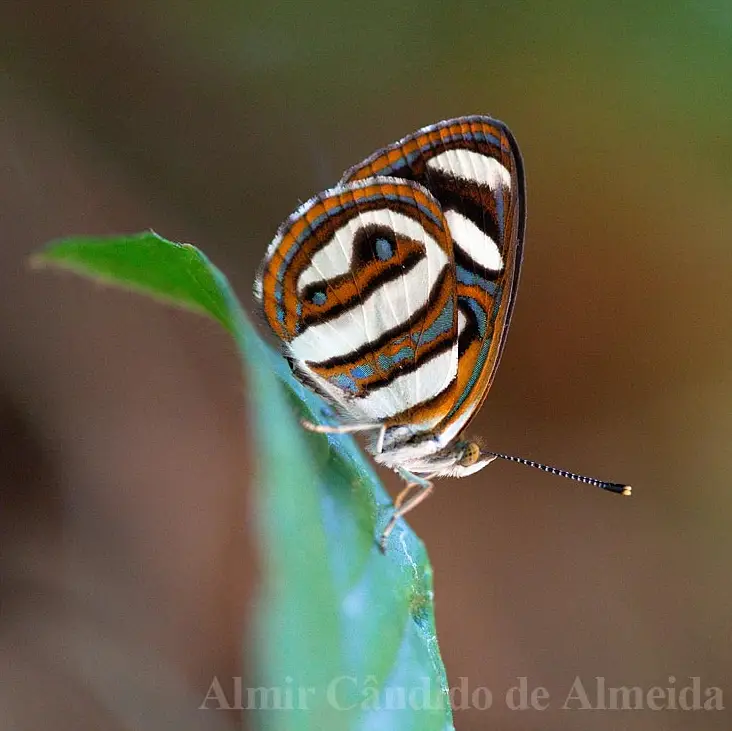Borboleta Dynamine artemisia