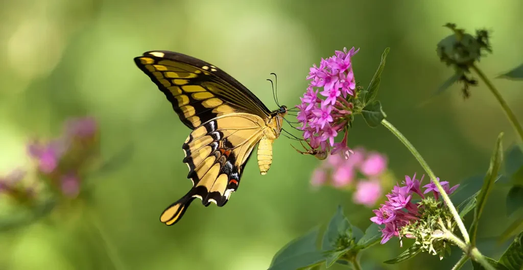 Borboleta Heraclides Thoas brasiliensis