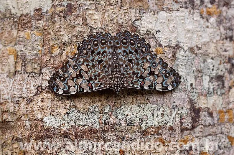 Borboleta Hamadryas feronia