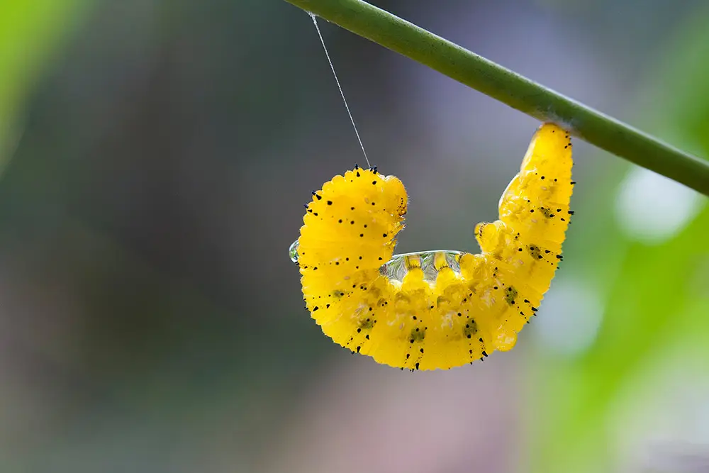 Lagarta preparando-se para empupar.