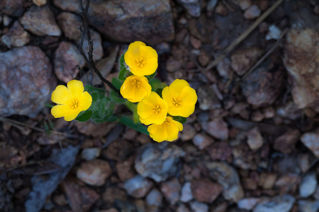 Flor silvestre na Serra do Cipó - MG