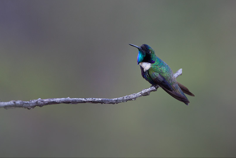 Beija-flor-de-gravata-verde