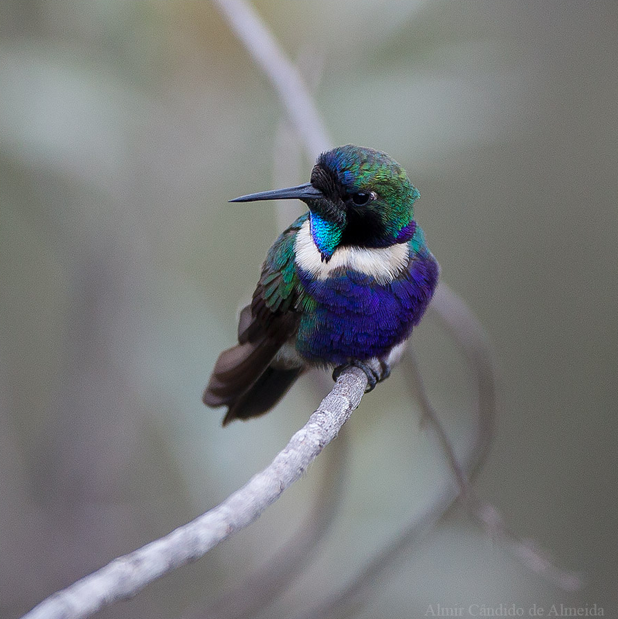 Beija-flor-de-gravata-verde