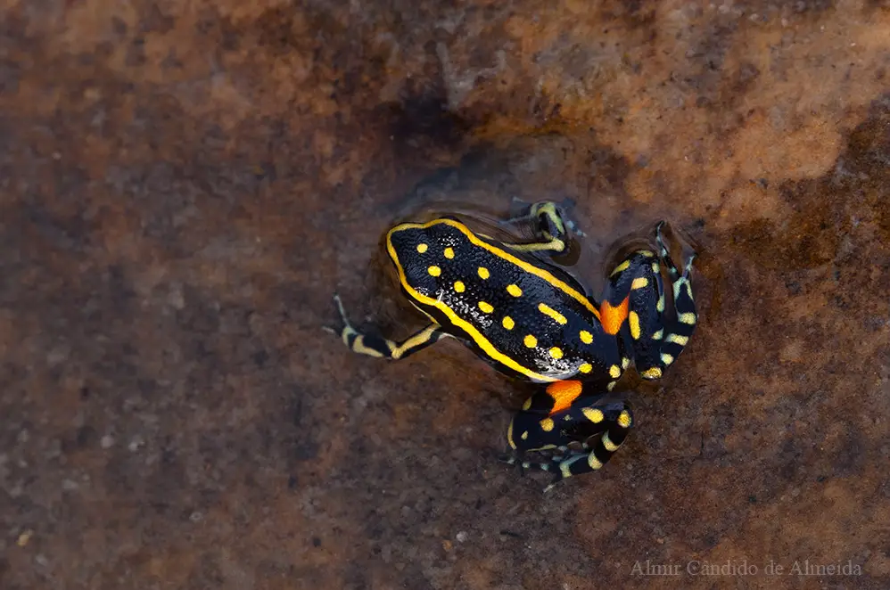 Ameerega flavopicta (A. Lutz, 1925). Poison Frog.