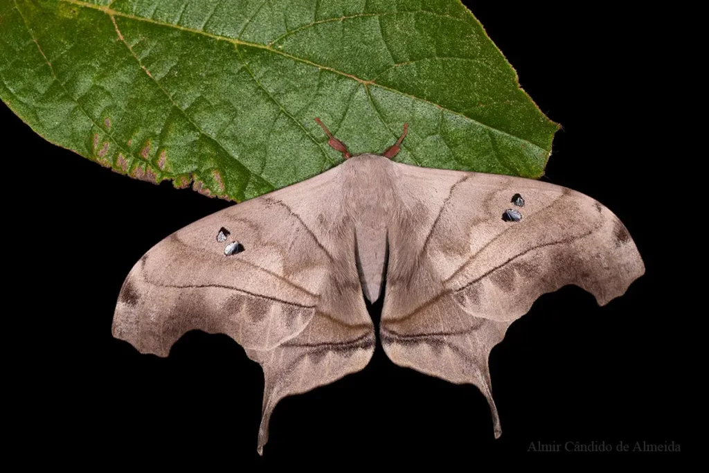 Mariposa fotografada na Serra do Cipó - MG