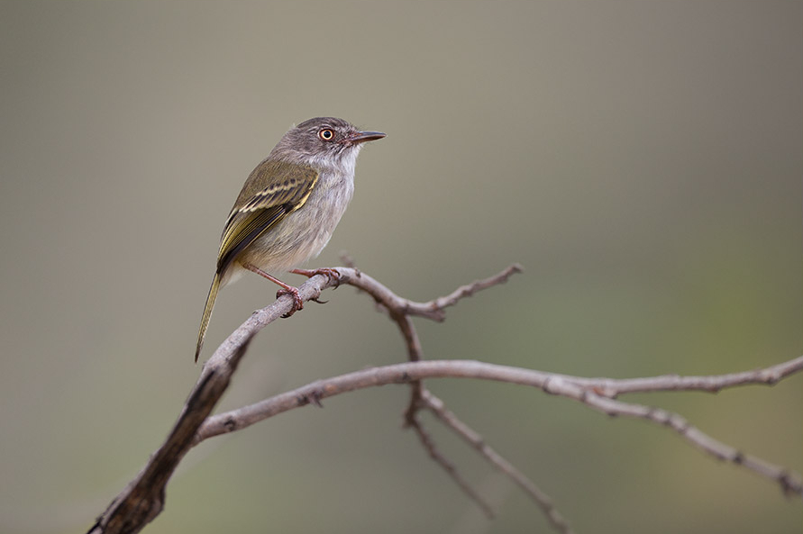 Sebinho-de-olho-de-ouro