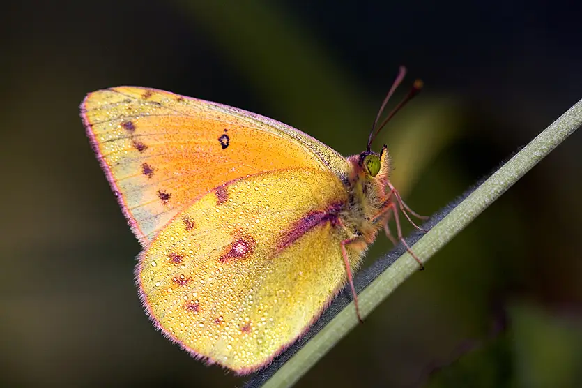 Colias lesbia