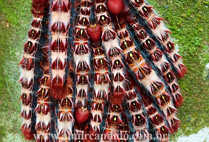 Lagartas de borboleta