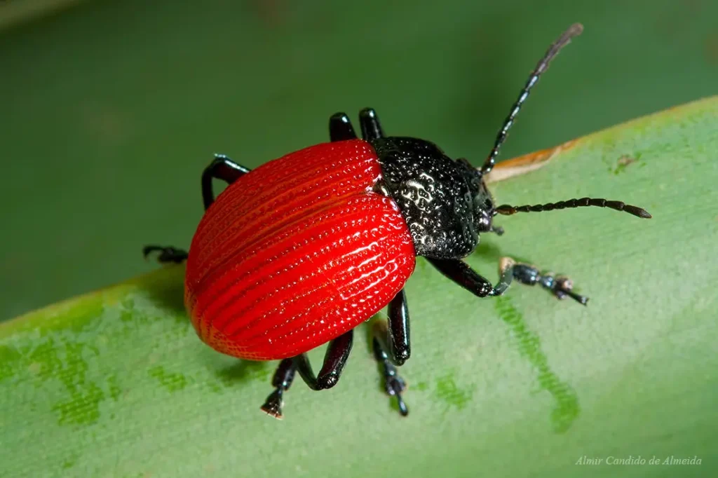 Besouro Elytrosphaera xanthopyga