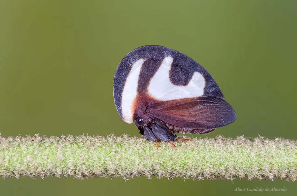 Cigarrinha A identificar
