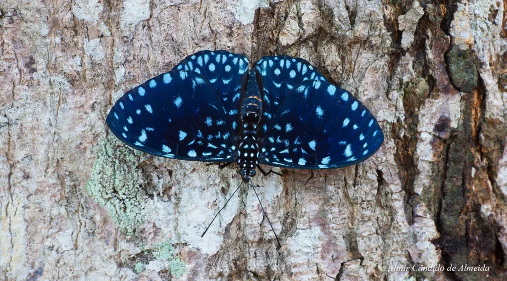 Butterfly Hamadryas laodamia laodamia