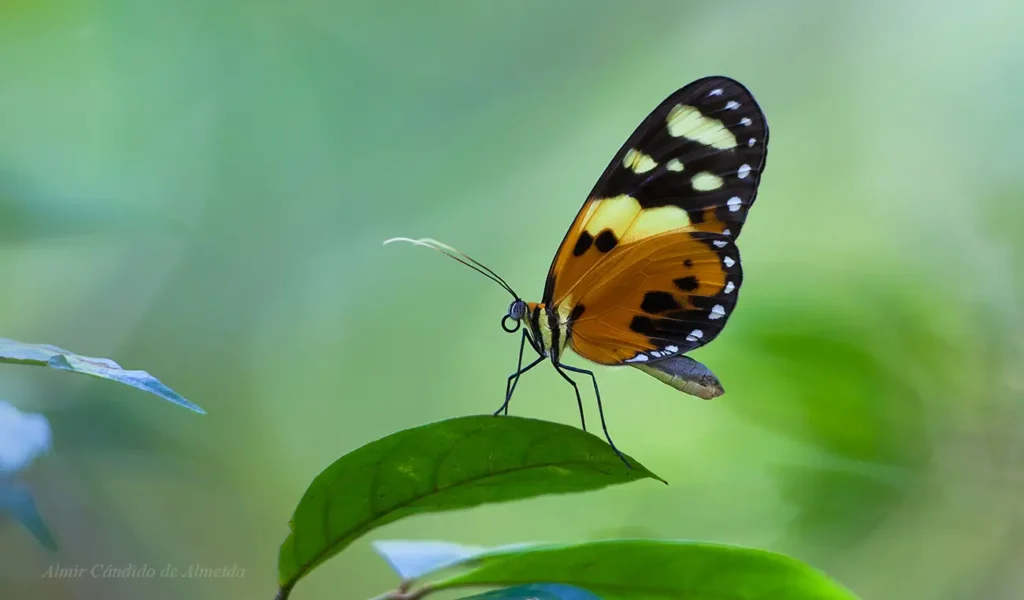 Melinaea ludovica ludovica