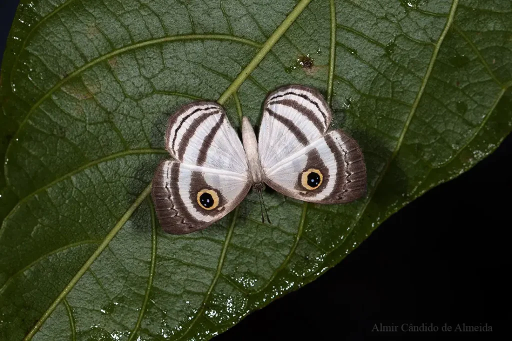 Borboleta Leucochimona hyphea pallida