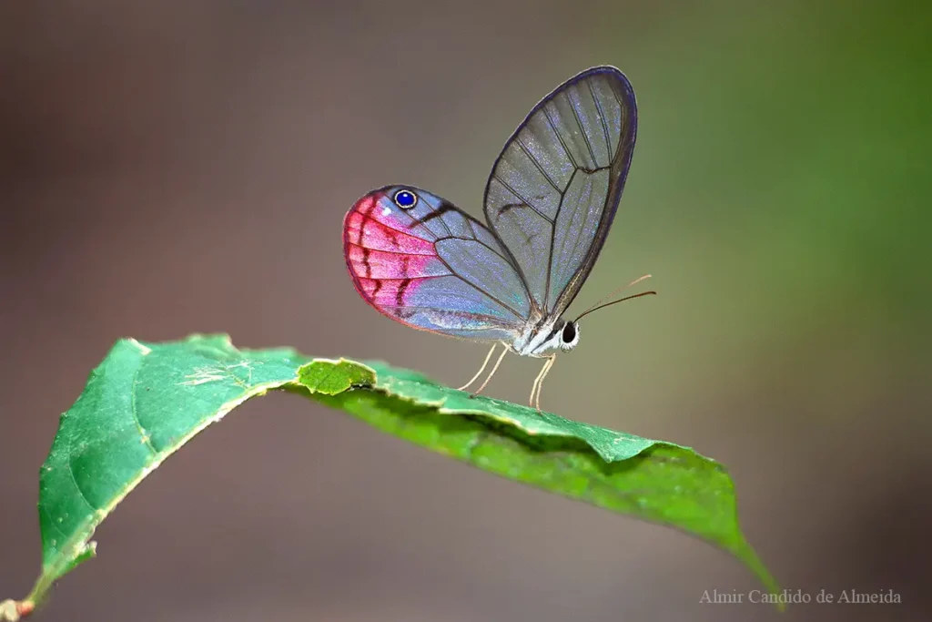 Butterfly Cithaerias pireta aurora
