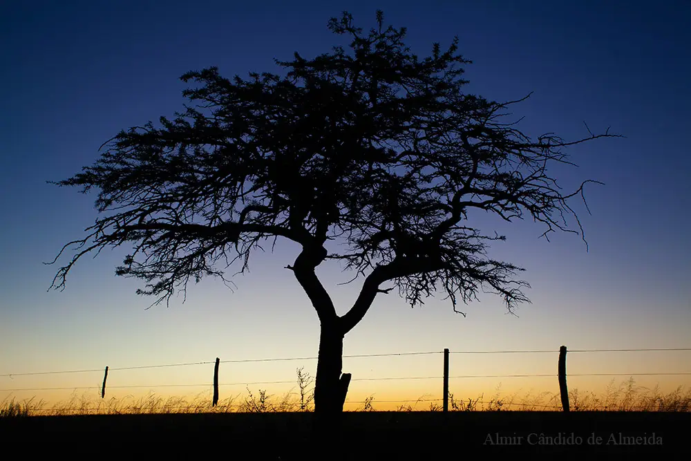 Árvore típica do Espinilho - Barra do quaraí - RS