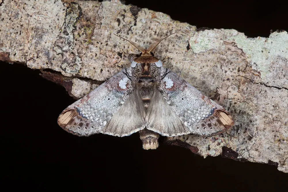 Mariposa fotografada em São Luiz do Paraitinga - SP