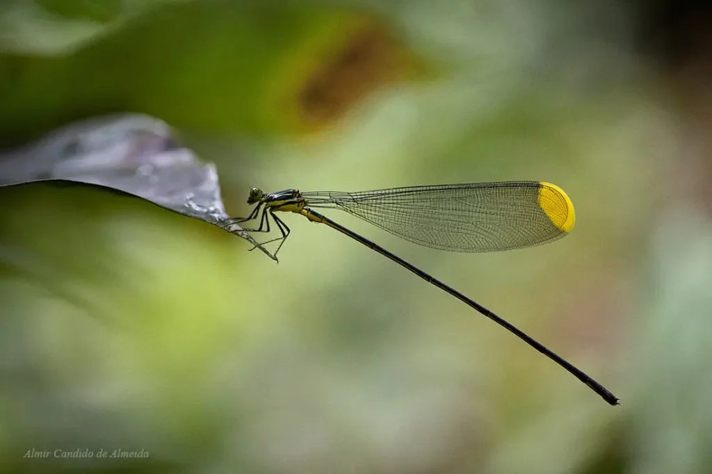 Libélula