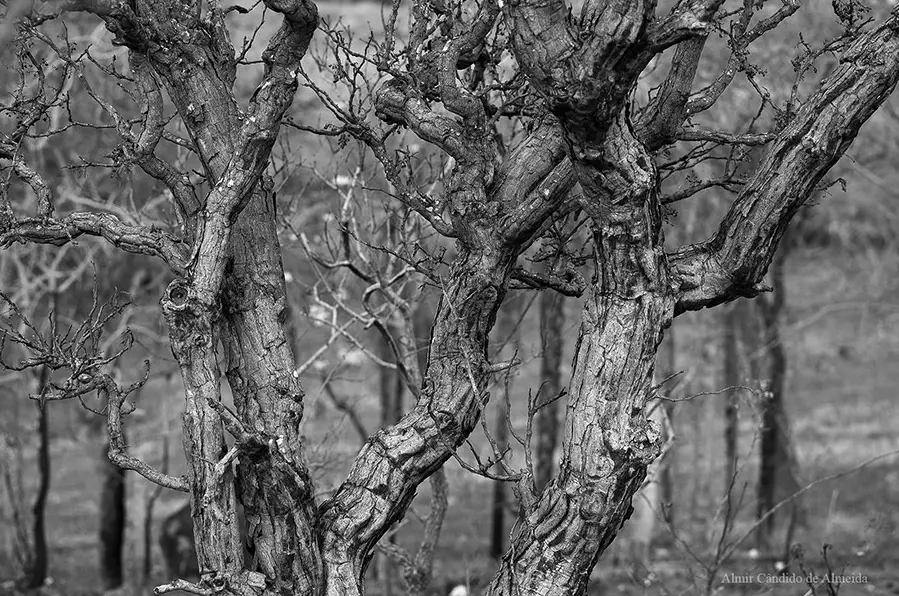 Serra da Bodoquena - MS