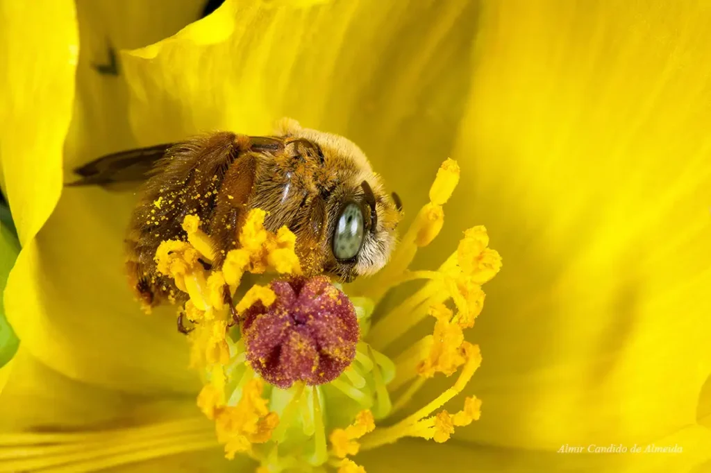 Abelha a identificar