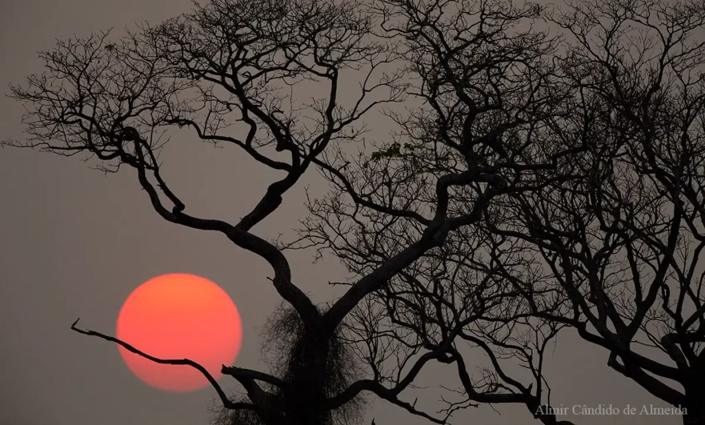 Pantanal - Miranda - MS