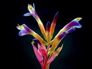 BROMELIA_078[1]